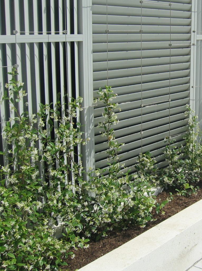 Photo of green wall trellis wire and star jasmine