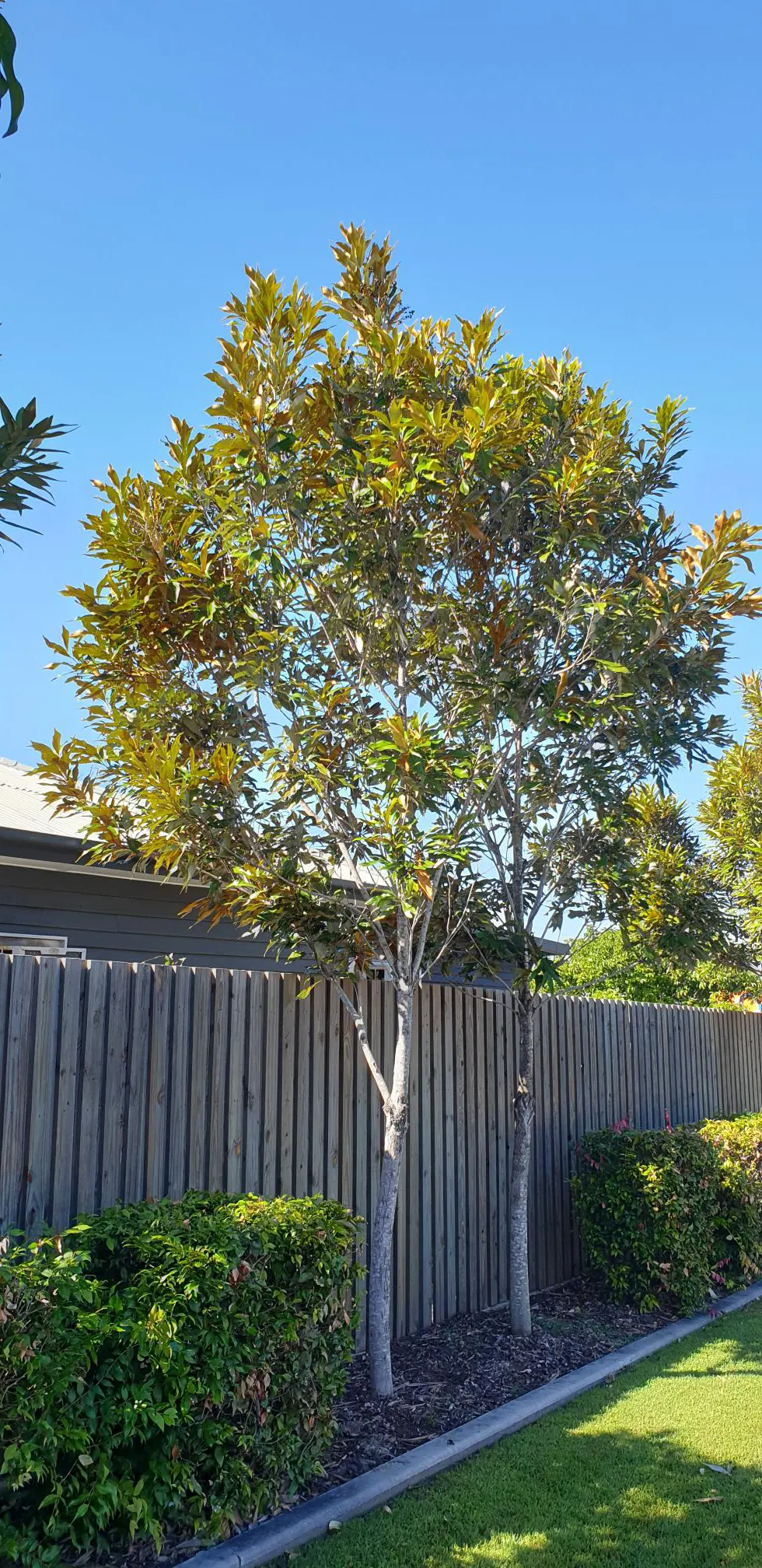 Grevillea baileyana - Brown Silky Oak