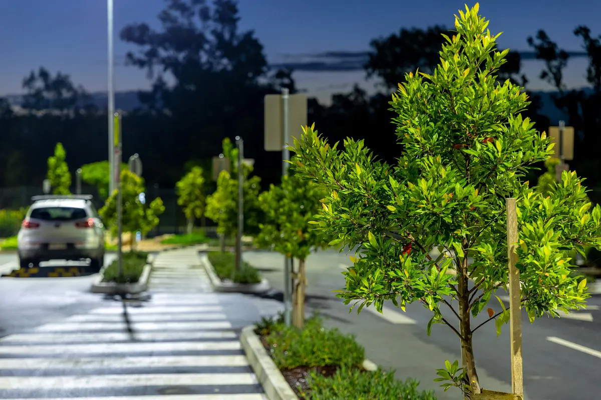 Bapcor Distribution Centre Shade tree in carpark