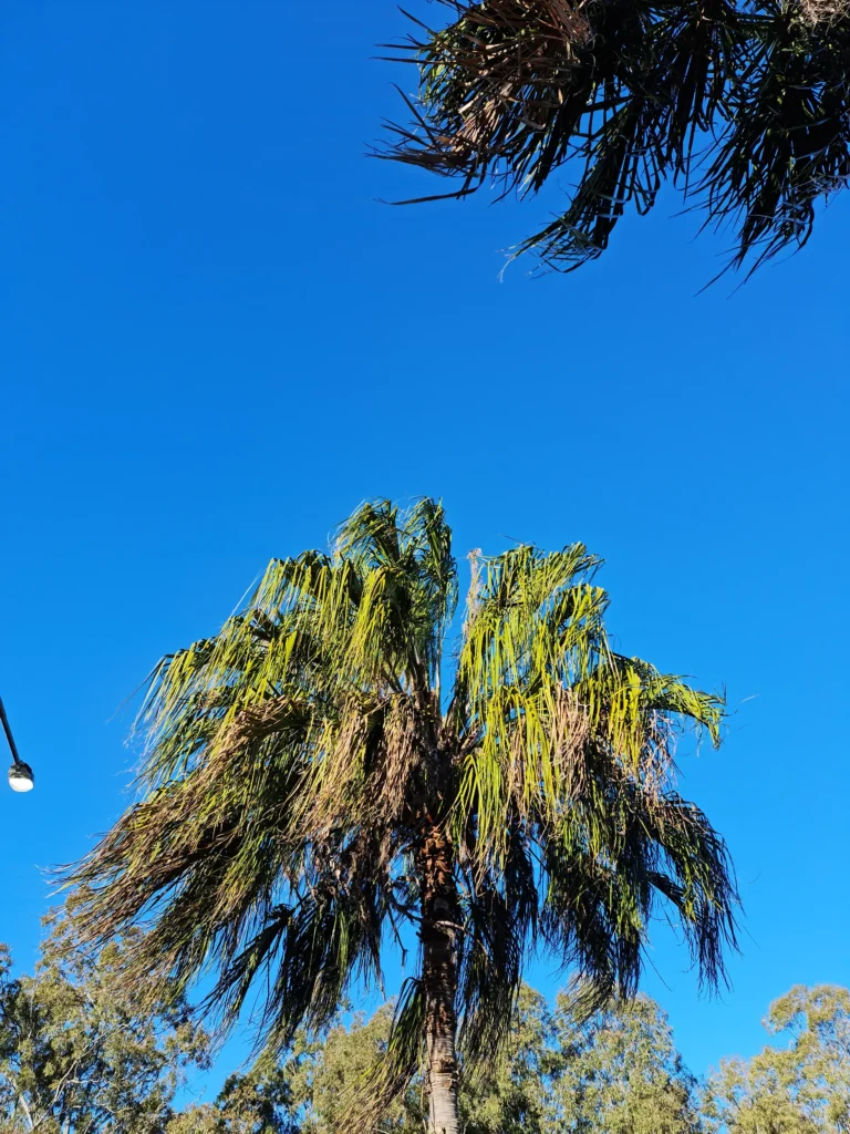 Klumpp Road Park ‘n’ Ride close up of cabbage tree palm