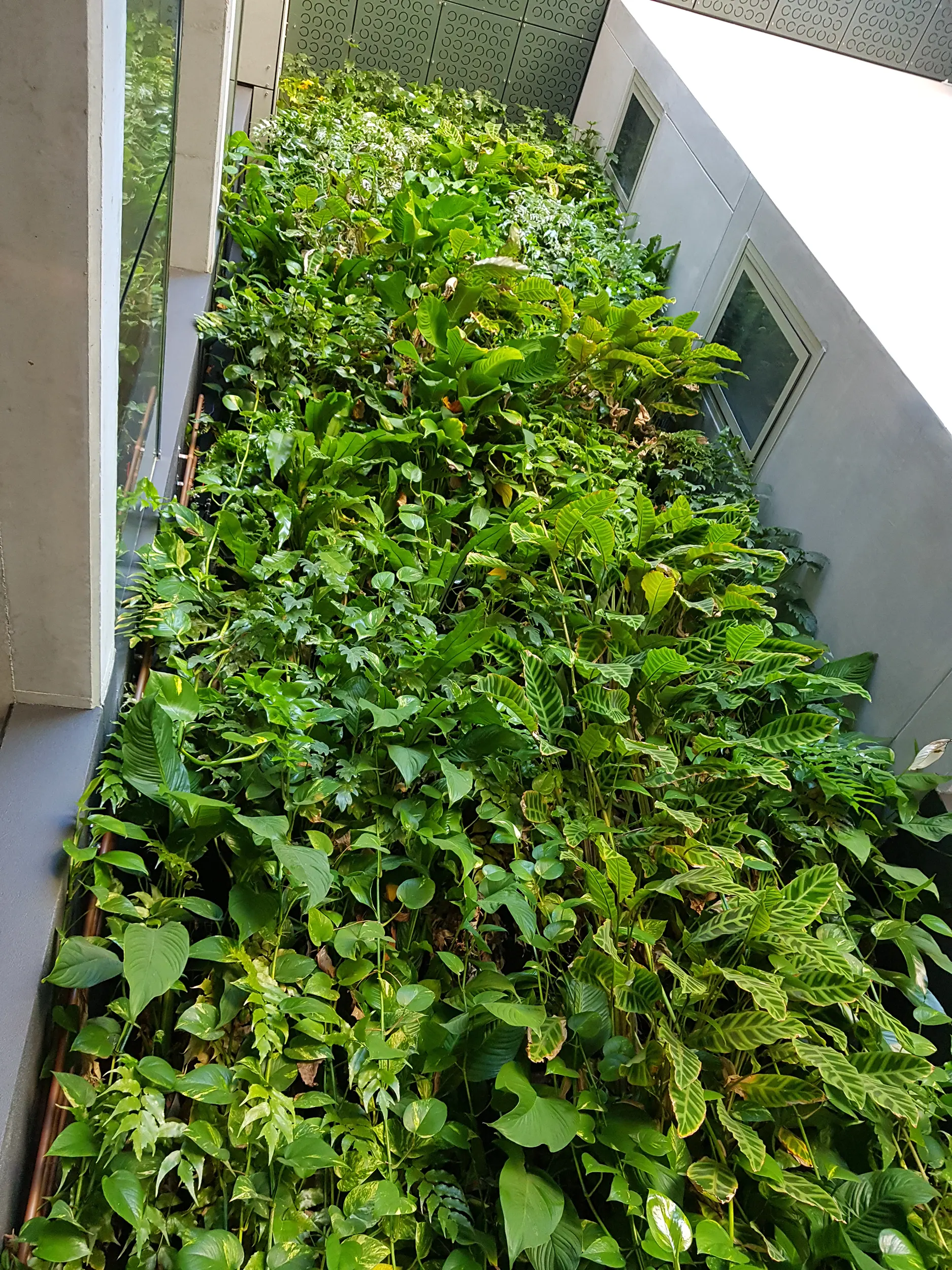 View looking up internal green wall