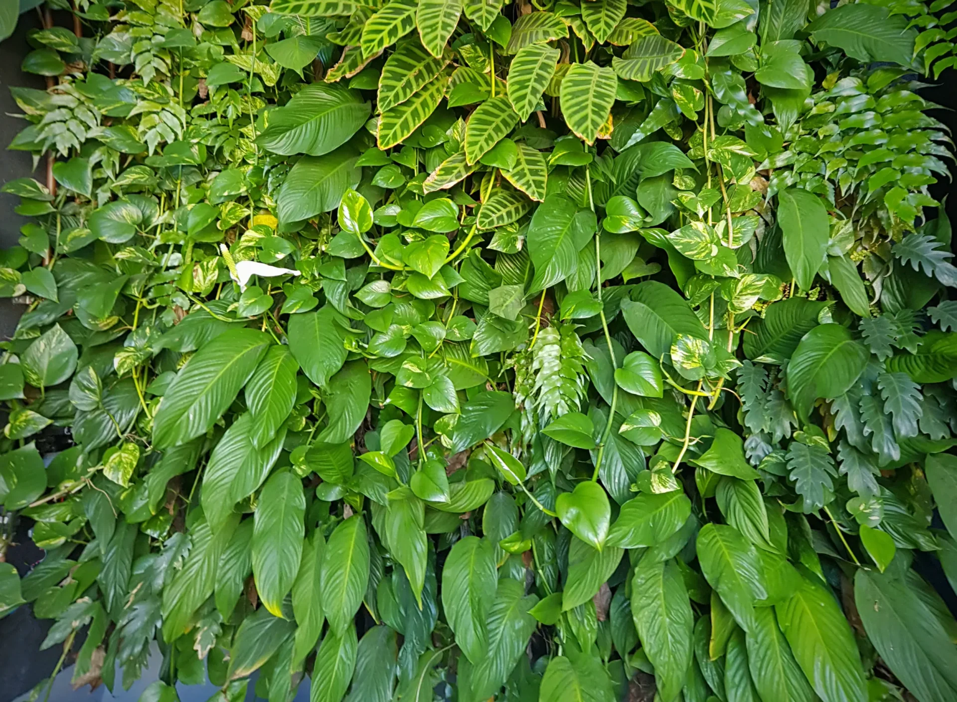 Close up of green wall vegetation