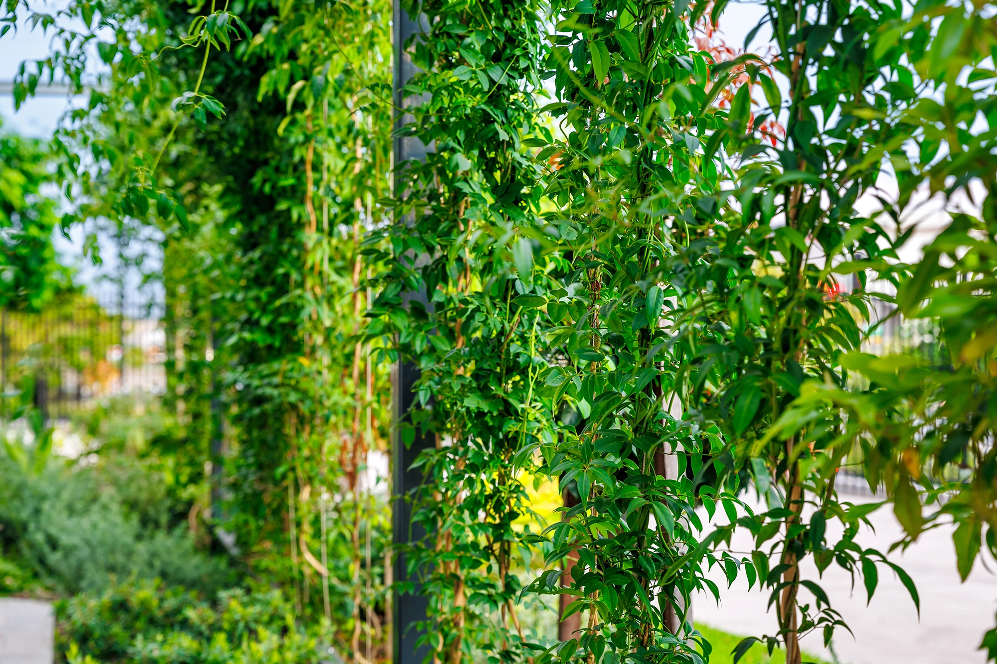 Close-up of Pandorea jasminoides climber, showcasing its delicate green foliage.