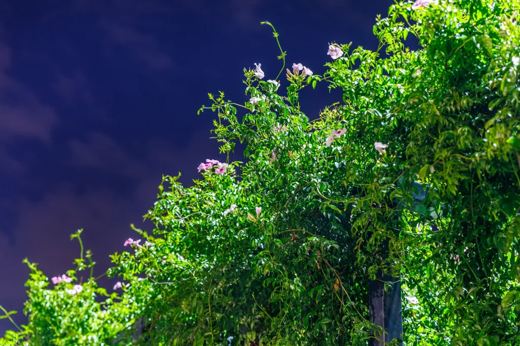 Landscape Designer