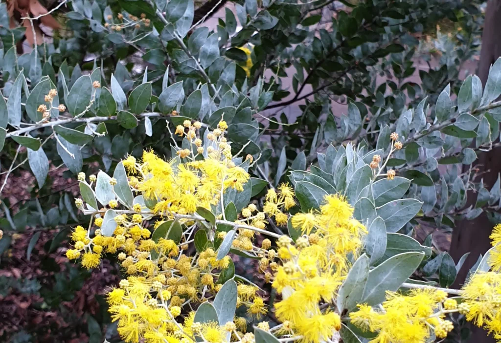 Native Plants